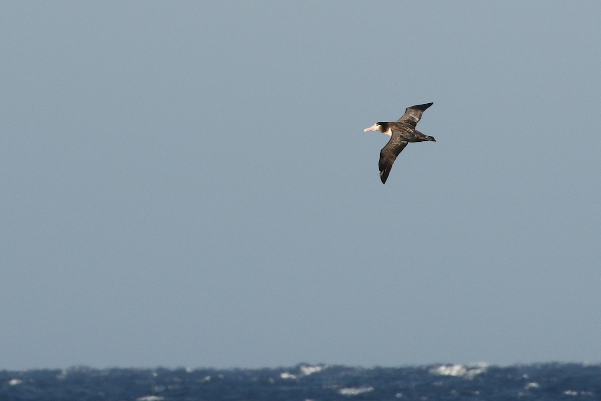 Short-tailed Albatross - Kevin Pietrzak