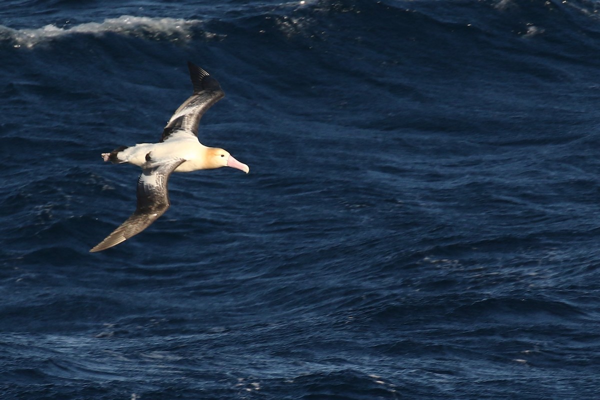albatros bělohřbetý - ML613685764