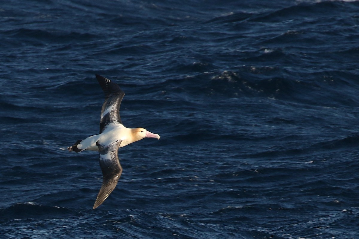 albatros bělohřbetý - ML613685765