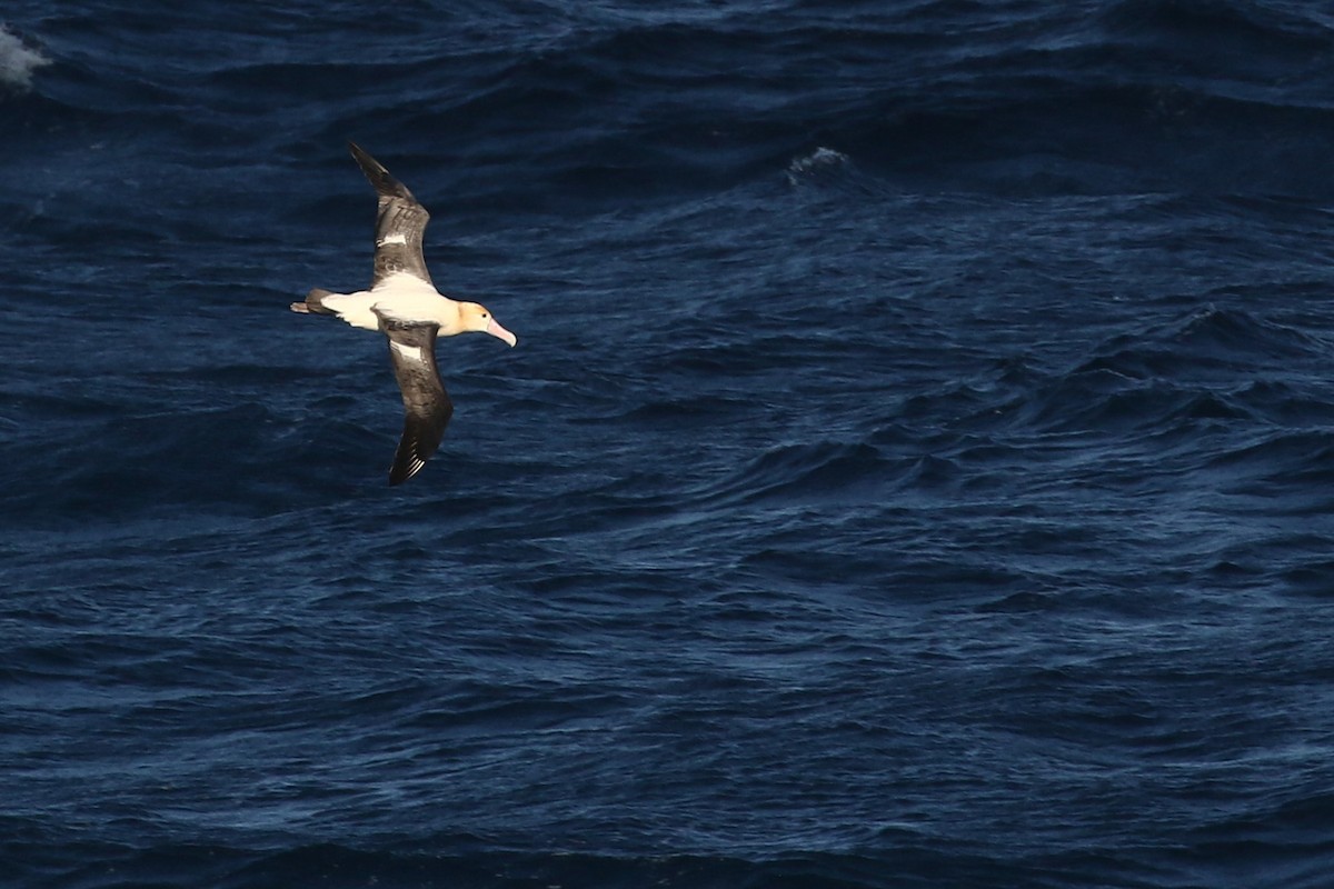 Albatros à queue courte - ML613685766