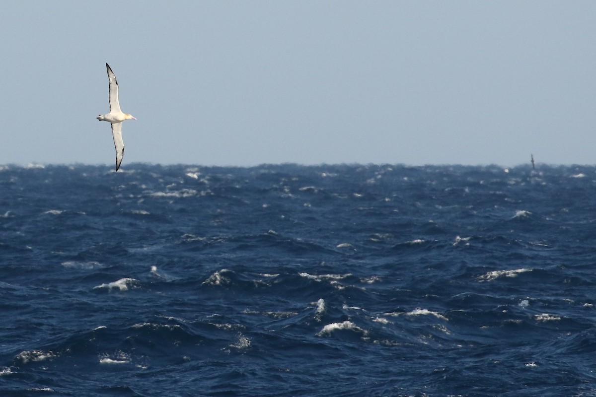 Albatros à queue courte - ML613685767