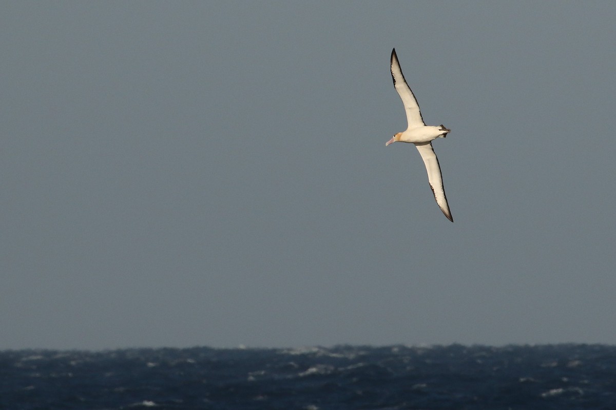 Albatros à queue courte - ML613685769