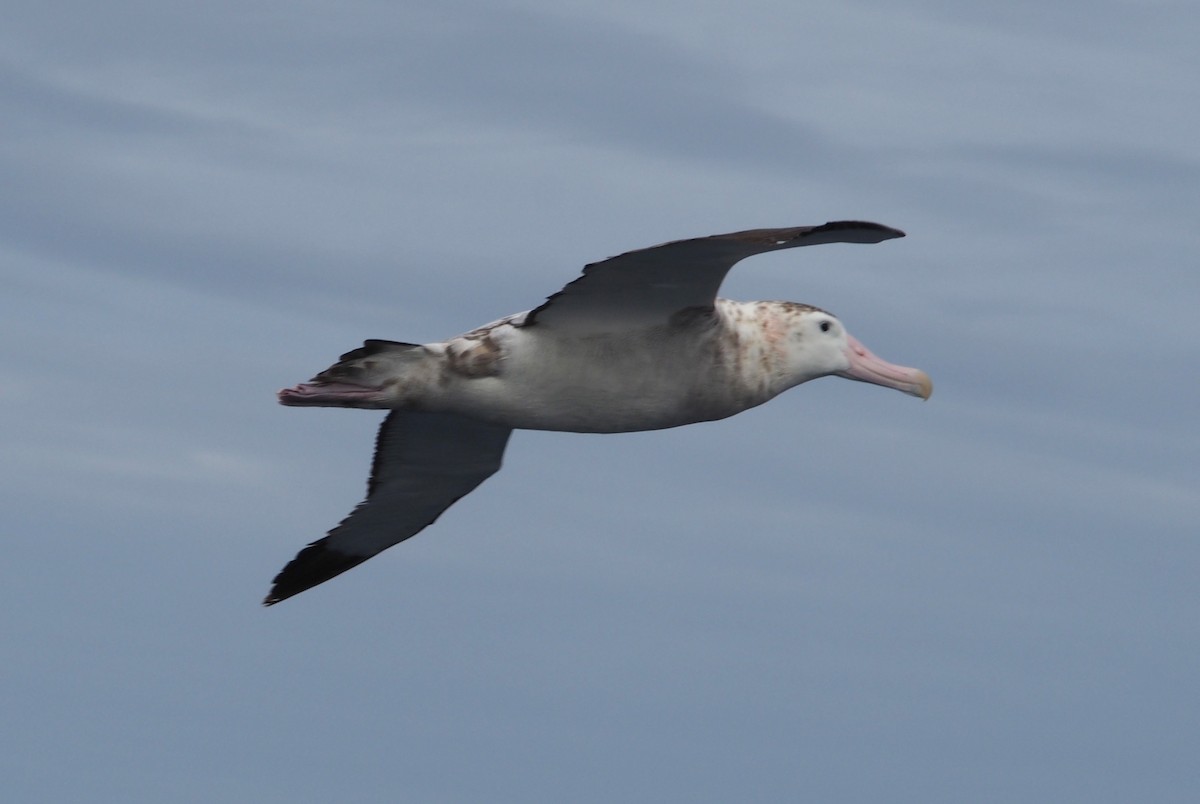 Snowy Albatross - Michael Shepard