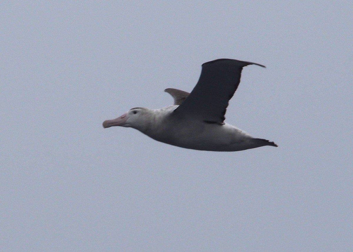 albatros stěhovavý - ML613685773