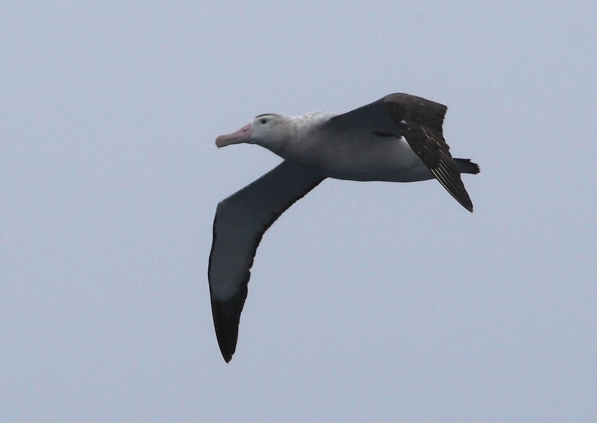 Snowy Albatross - Michael Shepard