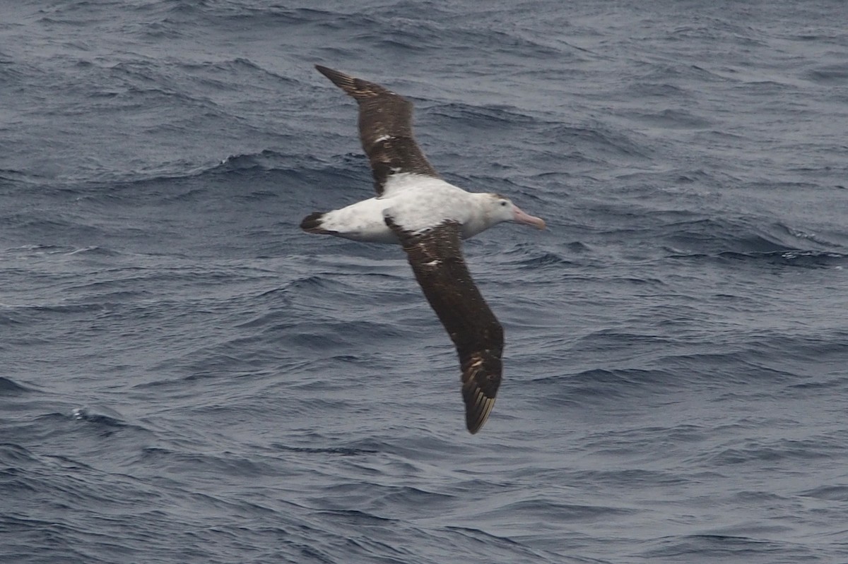 Snowy Albatross - Michael Shepard