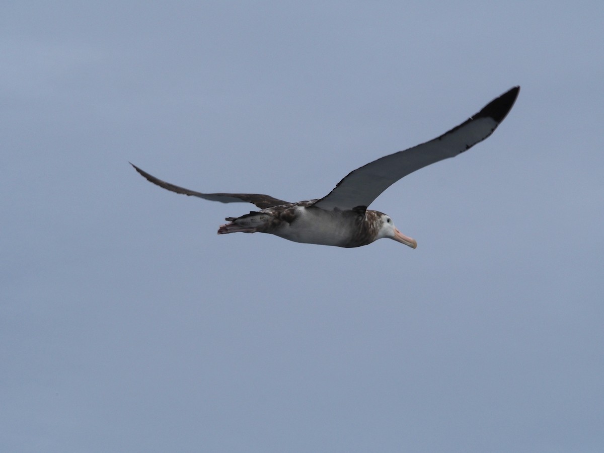 albatros stěhovavý - ML613685779