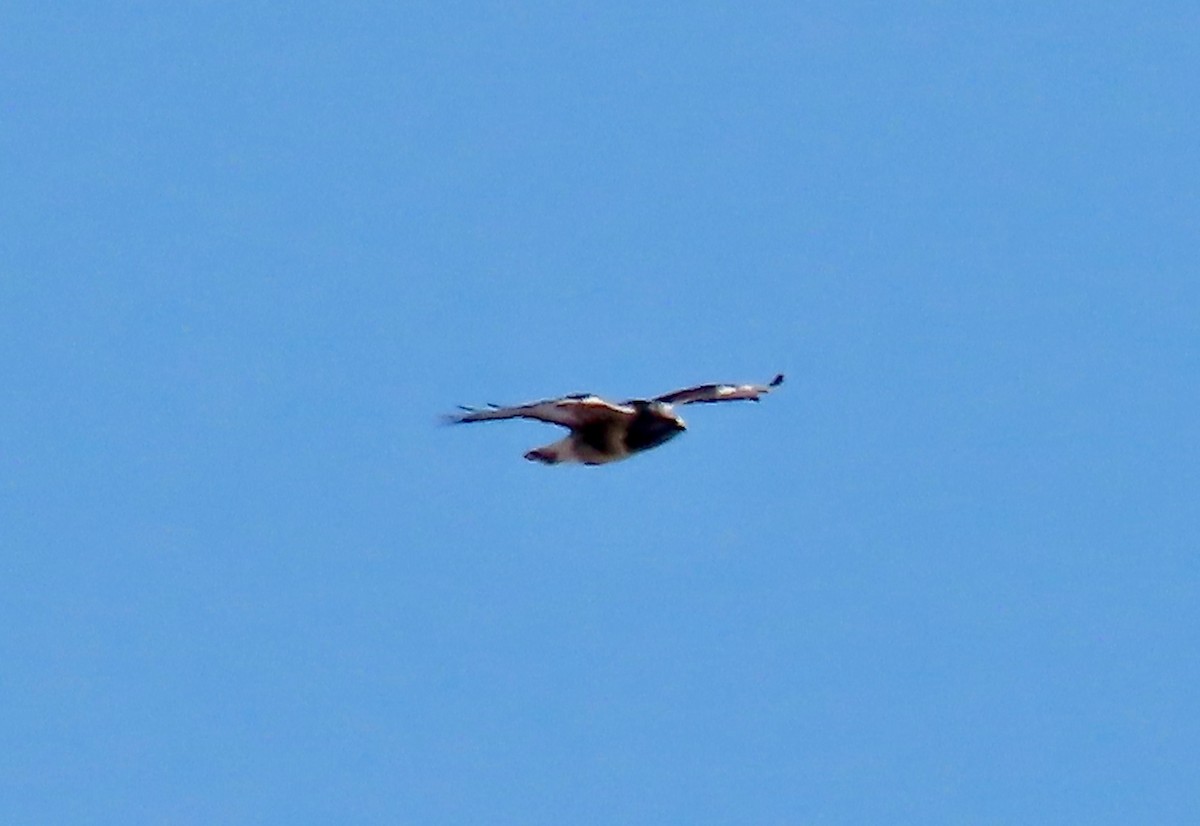 Rough-legged Hawk - ML613685814