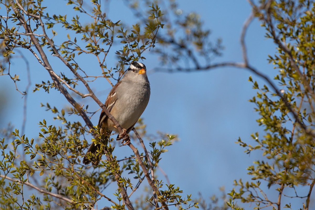 White-crowned Sparrow (Gambel's) - ML613685876