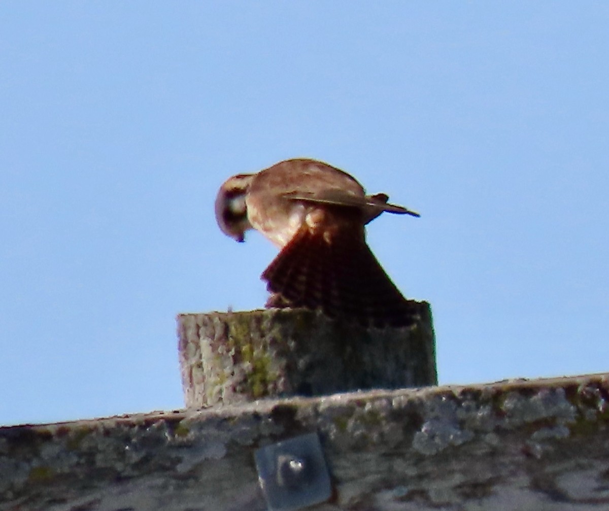 American Kestrel - ML613685884