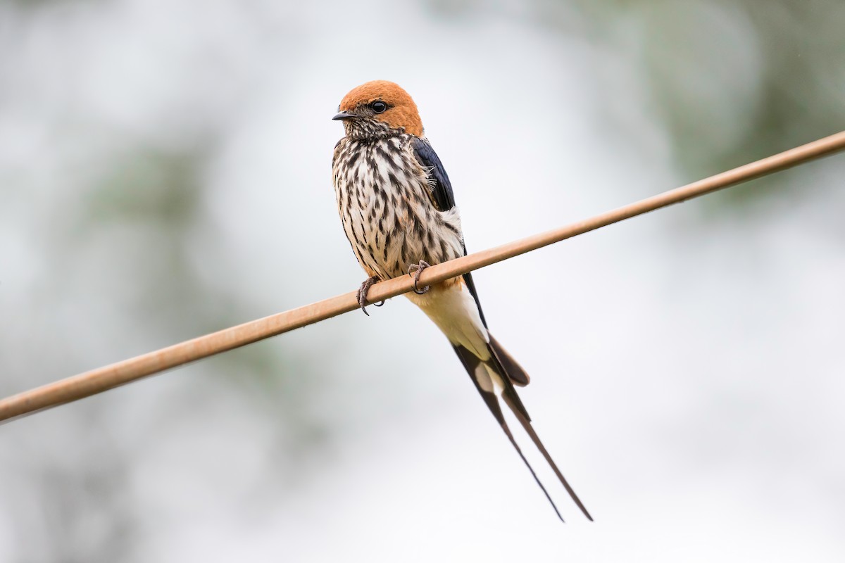 Lesser Striped Swallow - Manuel Fernandez-Bermejo