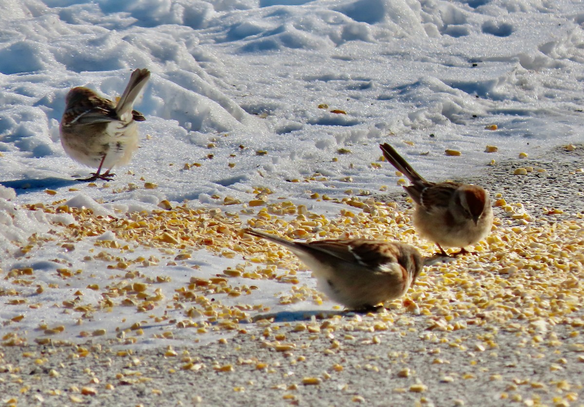 American Tree Sparrow - ML613685908