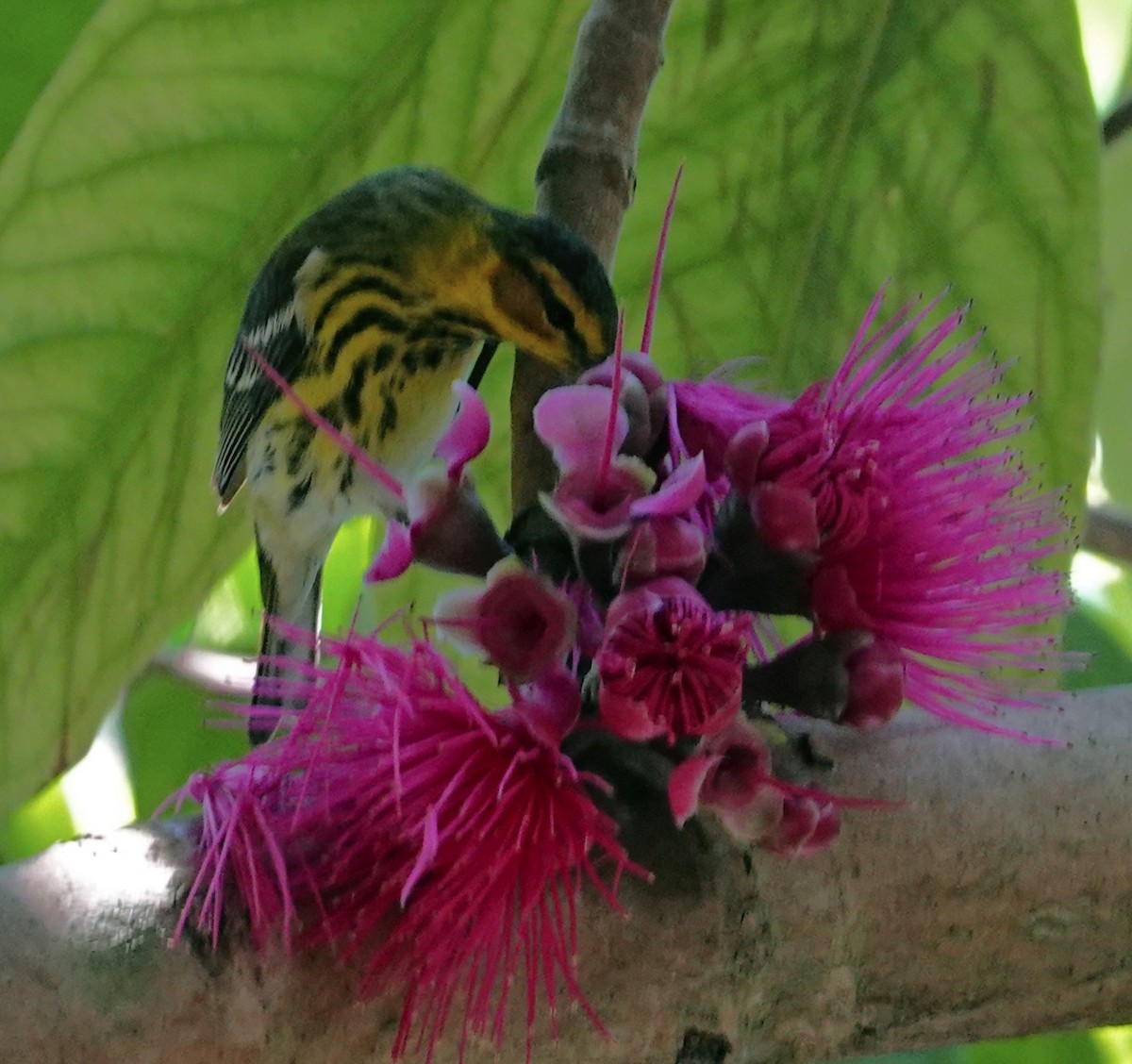 Cape May Warbler - Porfi Correa