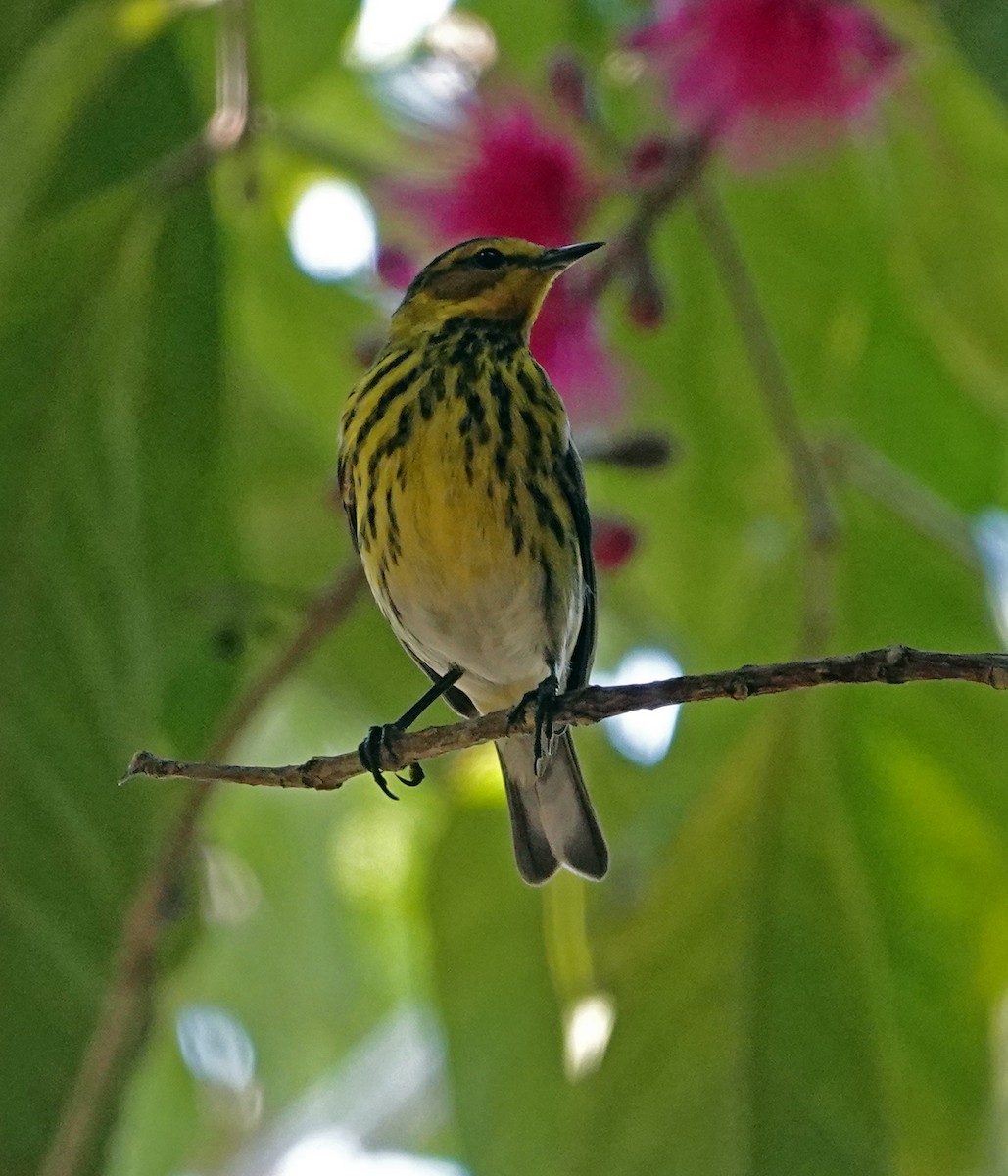 Cape May Warbler - Porfi Correa