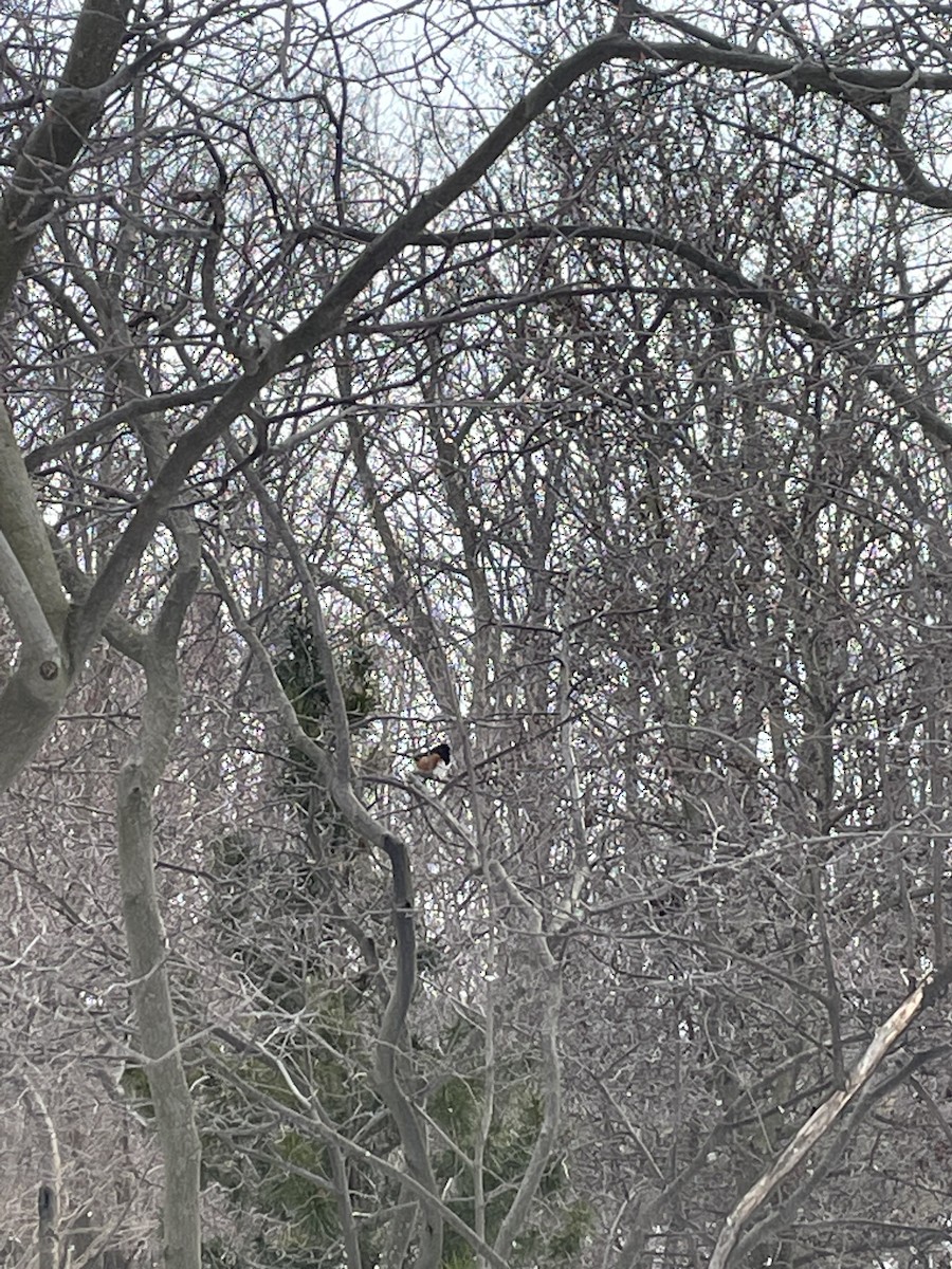 Eastern Towhee - ML613685941