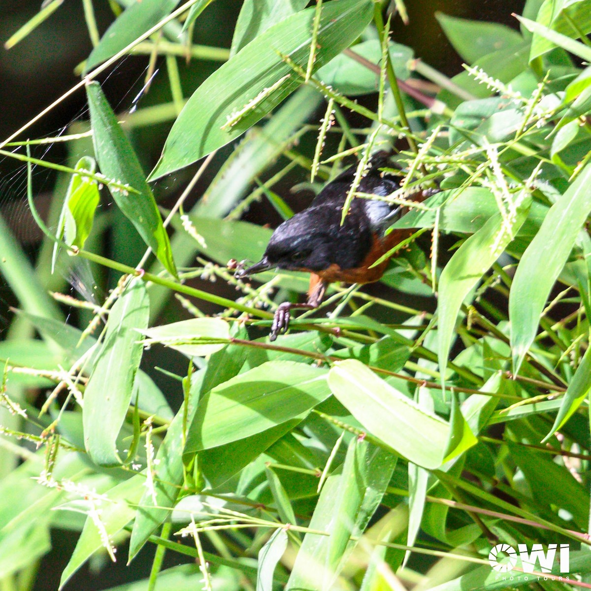 Black-throated Flowerpiercer - ML613685951
