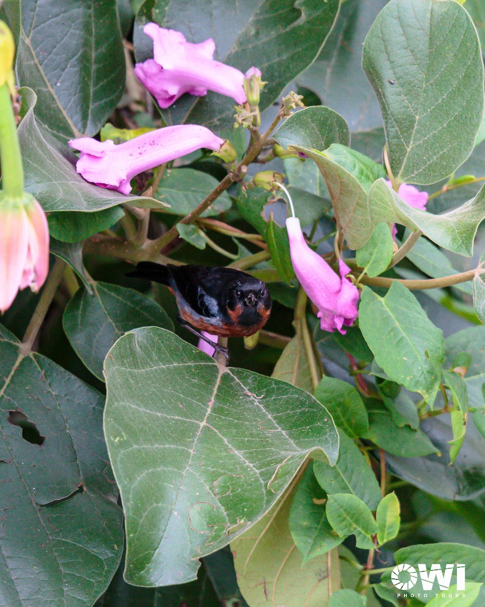 Black-throated Flowerpiercer - ML613685953