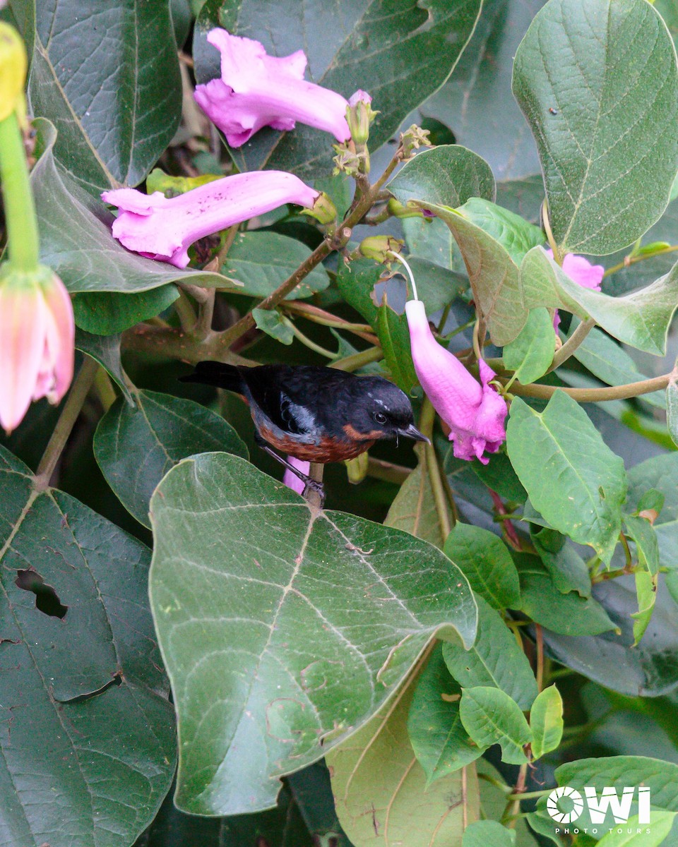 Black-throated Flowerpiercer - ML613685954