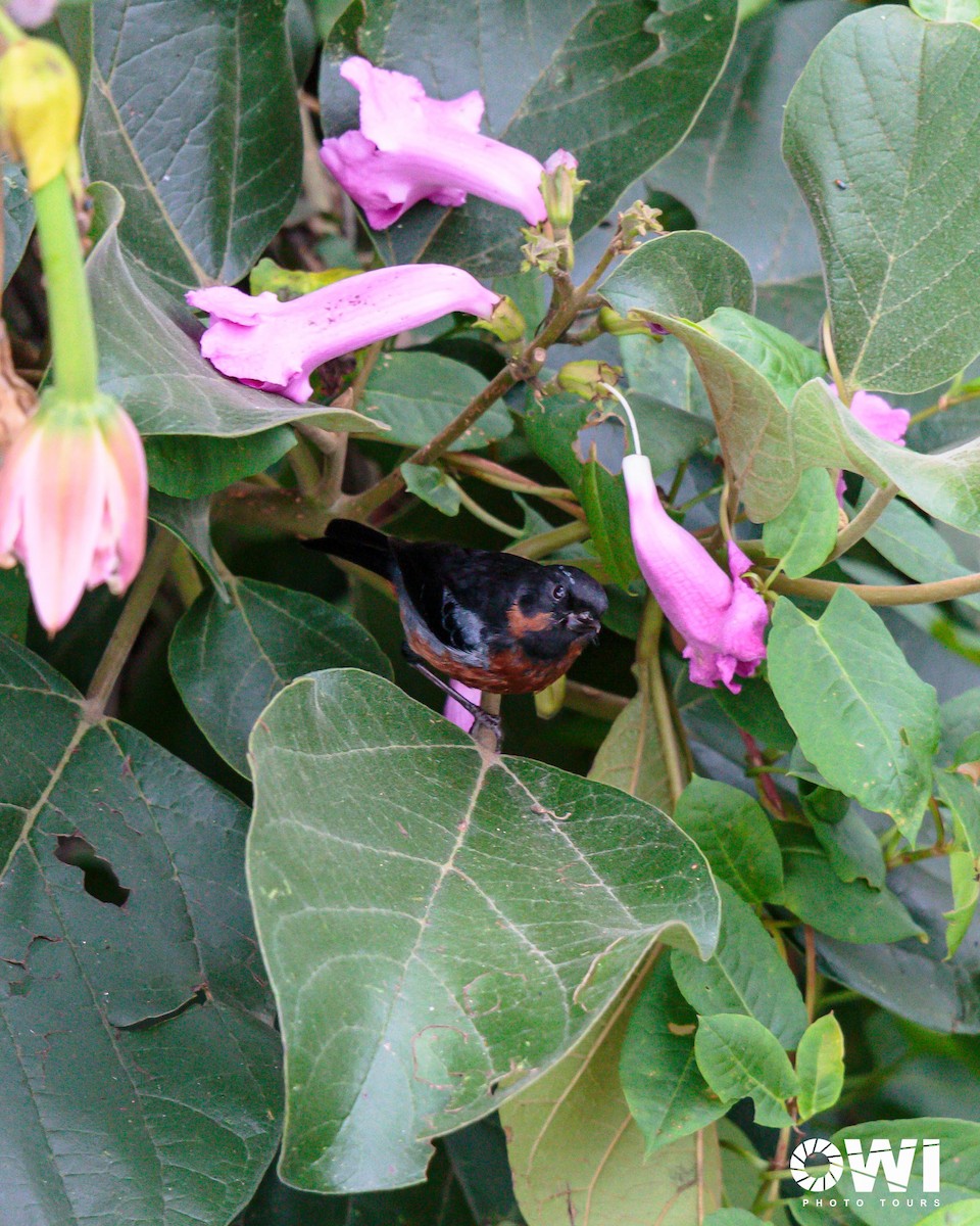 Black-throated Flowerpiercer - ML613685955