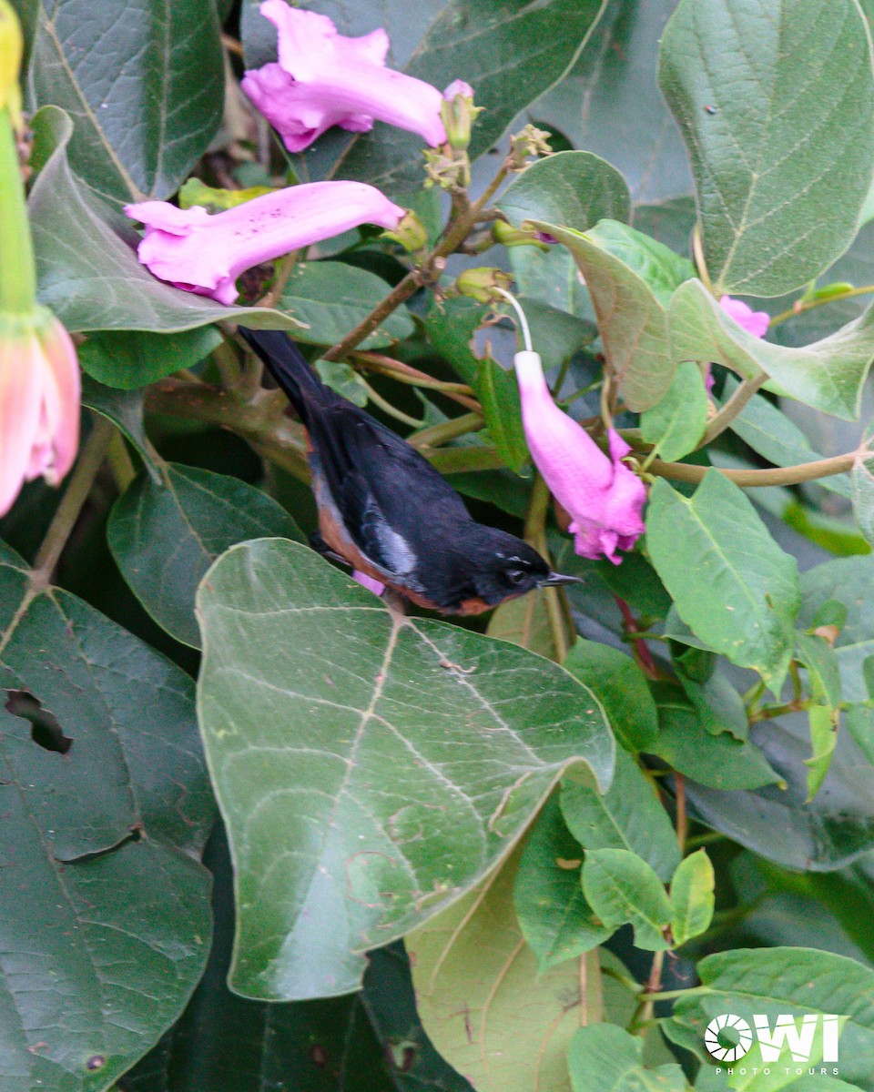 Black-throated Flowerpiercer - ML613685956