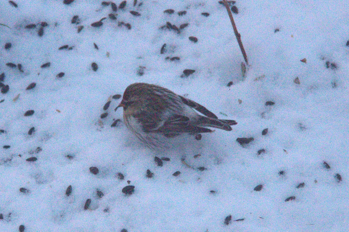 Hoary Redpoll - ML613685961