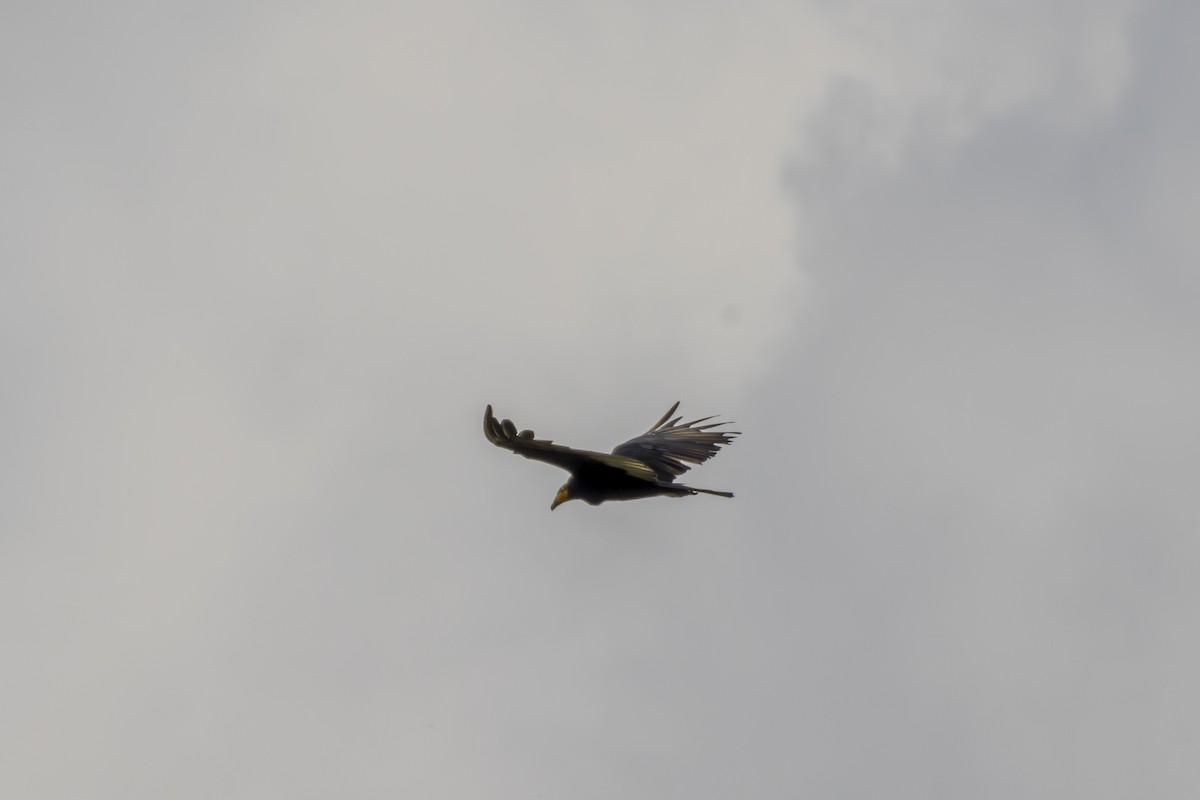 Greater Yellow-headed Vulture - ML613686016