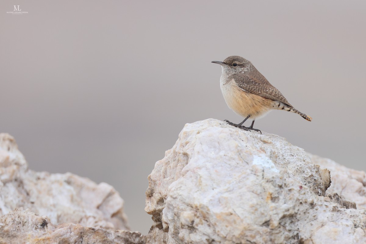 Rock Wren - Maxime Légaré-Vézina