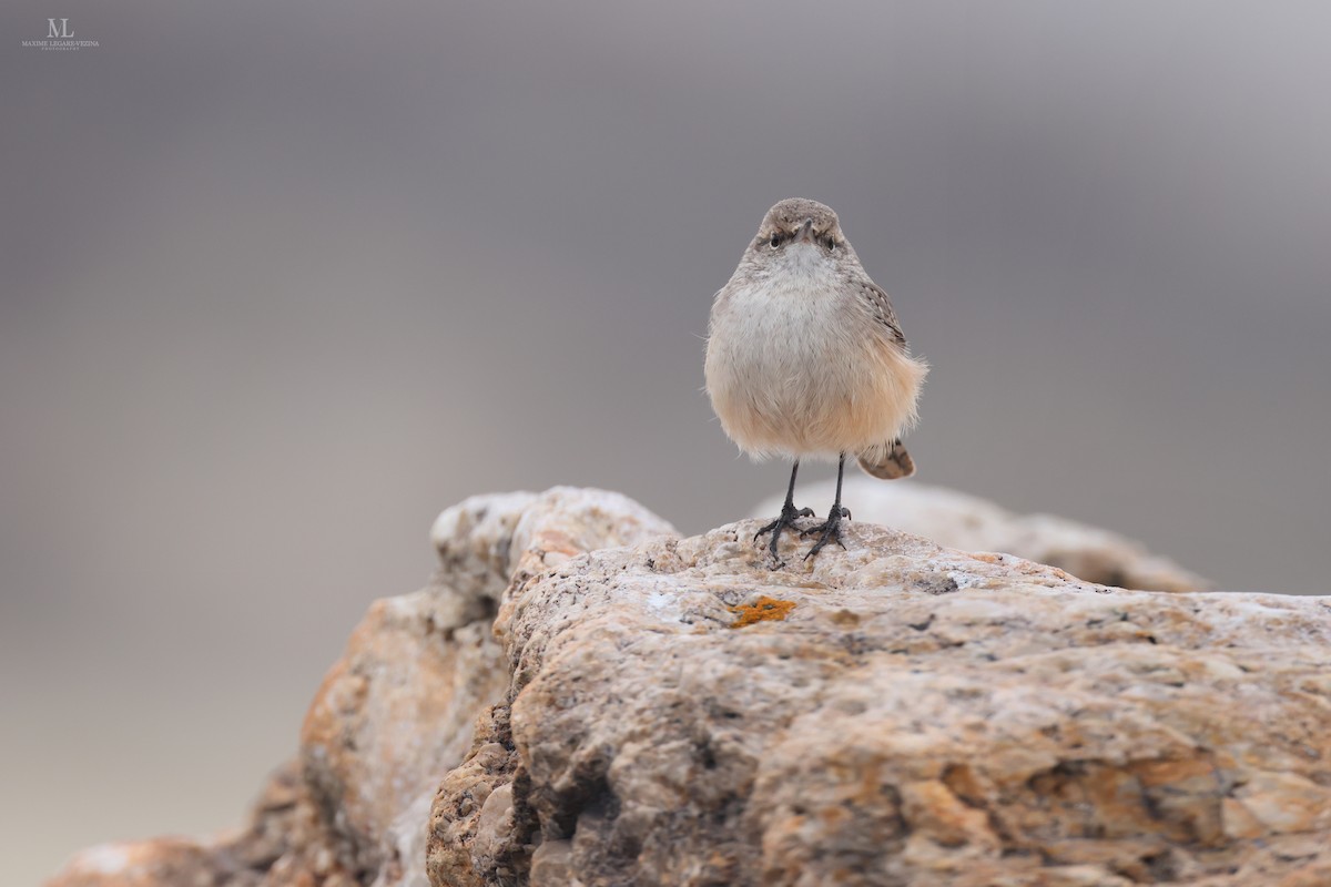 Rock Wren - ML613686042