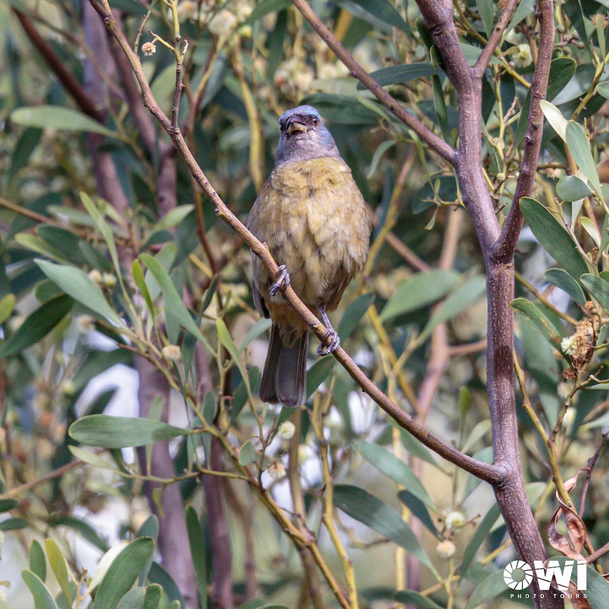 Blue-and-yellow Tanager - ML613686050
