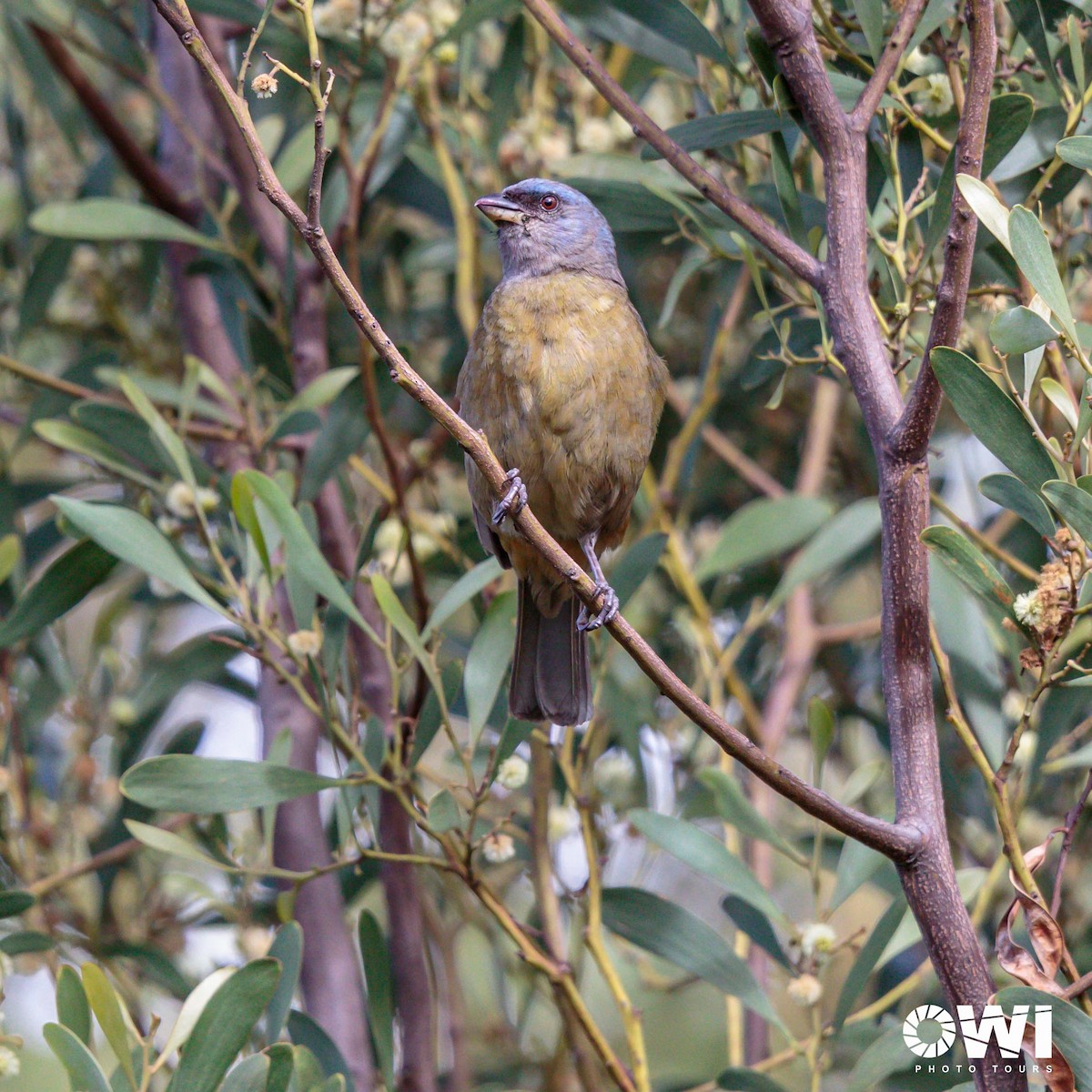 Blue-and-yellow Tanager - ML613686051