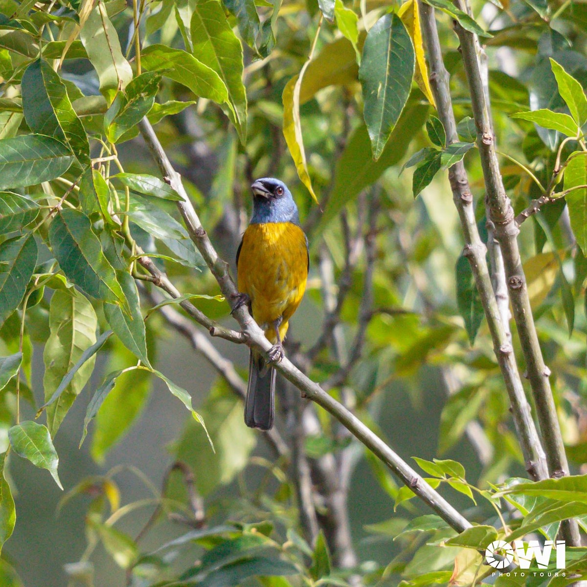 Blue-and-yellow Tanager - ML613686052