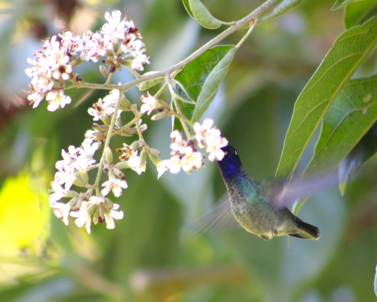 kolibřík fialovohlavý - ML613686070