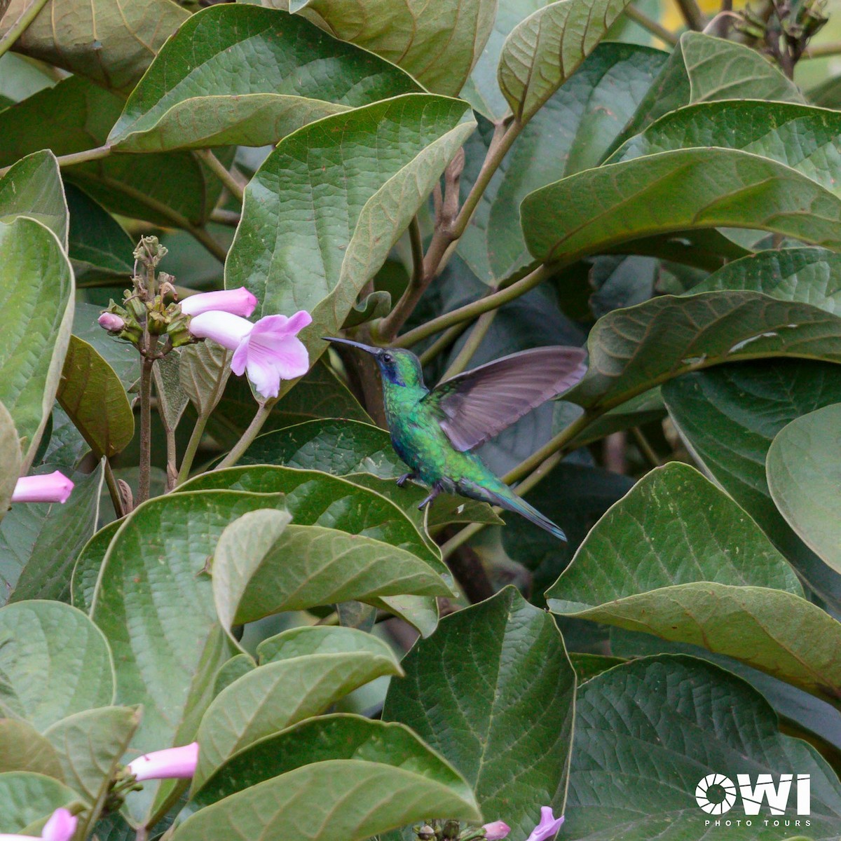 Sparkling Violetear - ML613686112