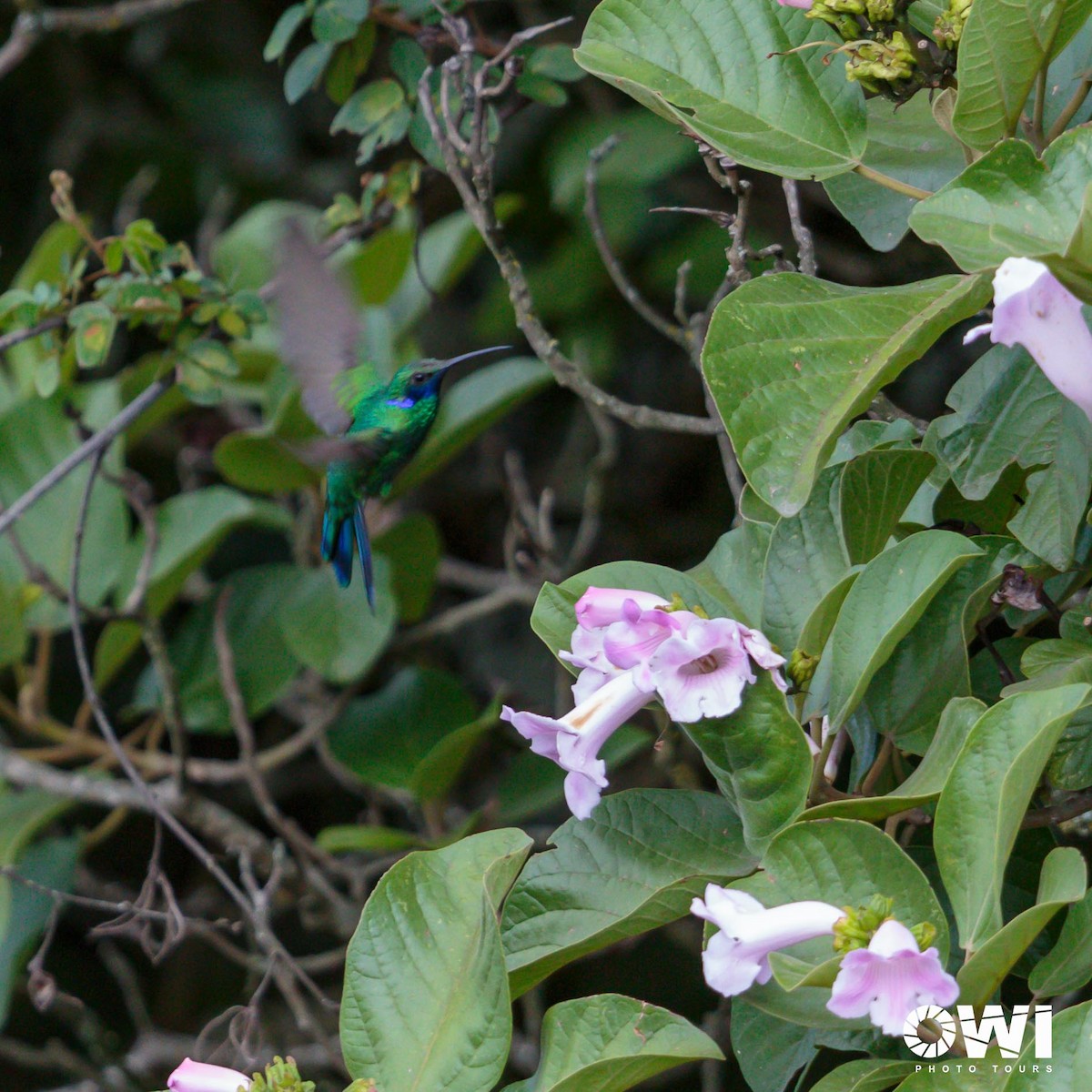 Sparkling Violetear - ML613686114