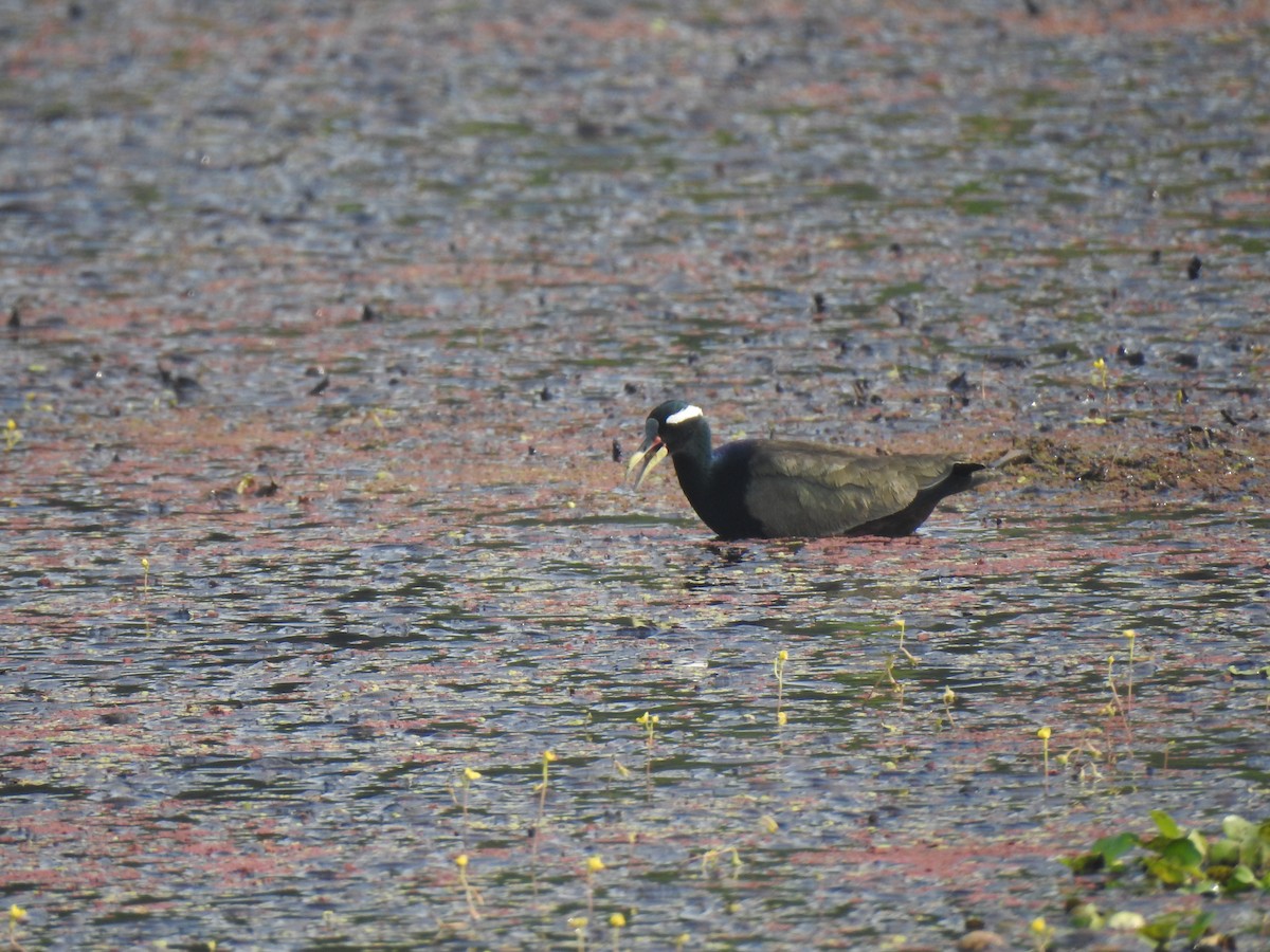 Bronze-winged Jacana - ML613686131