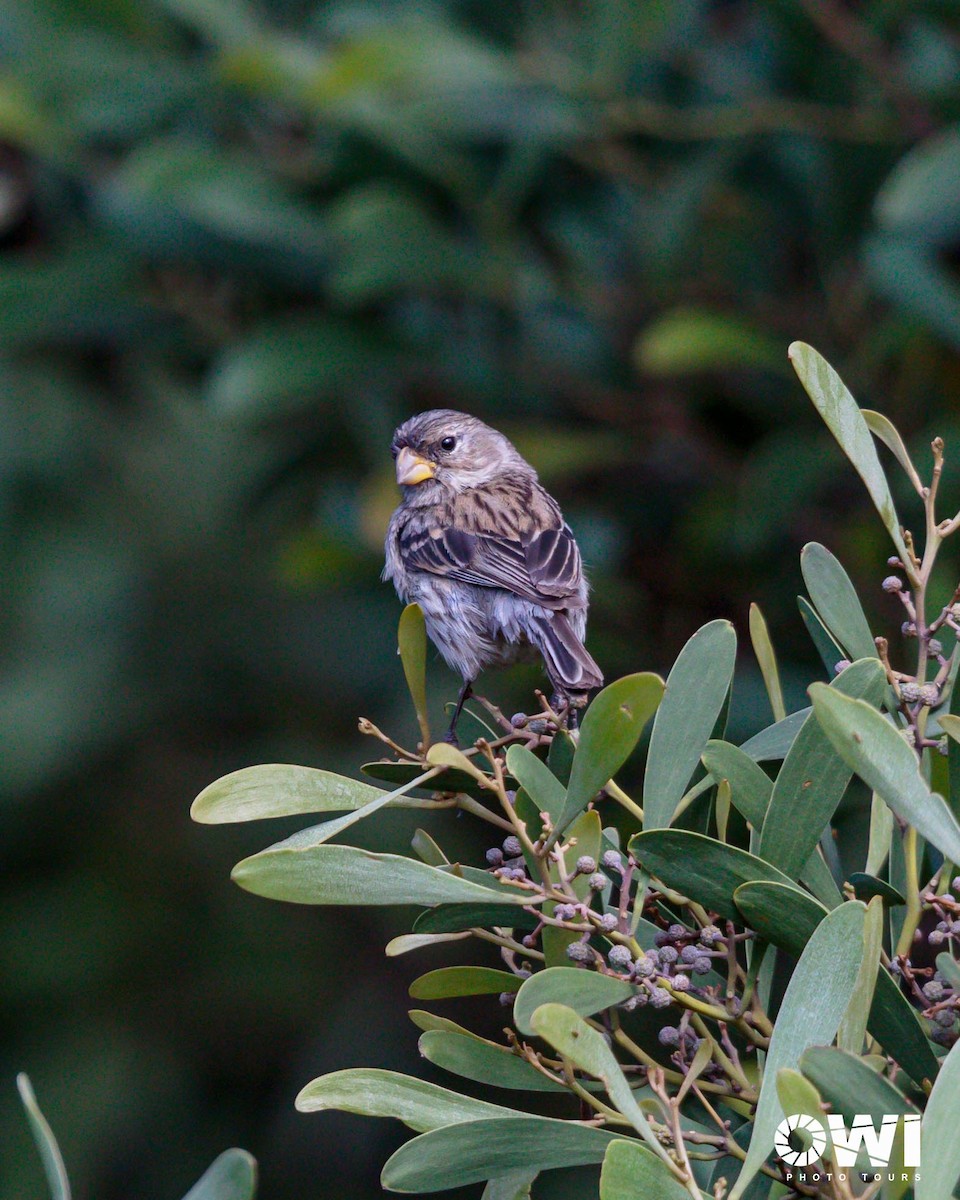 Band-tailed Seedeater - ML613686136