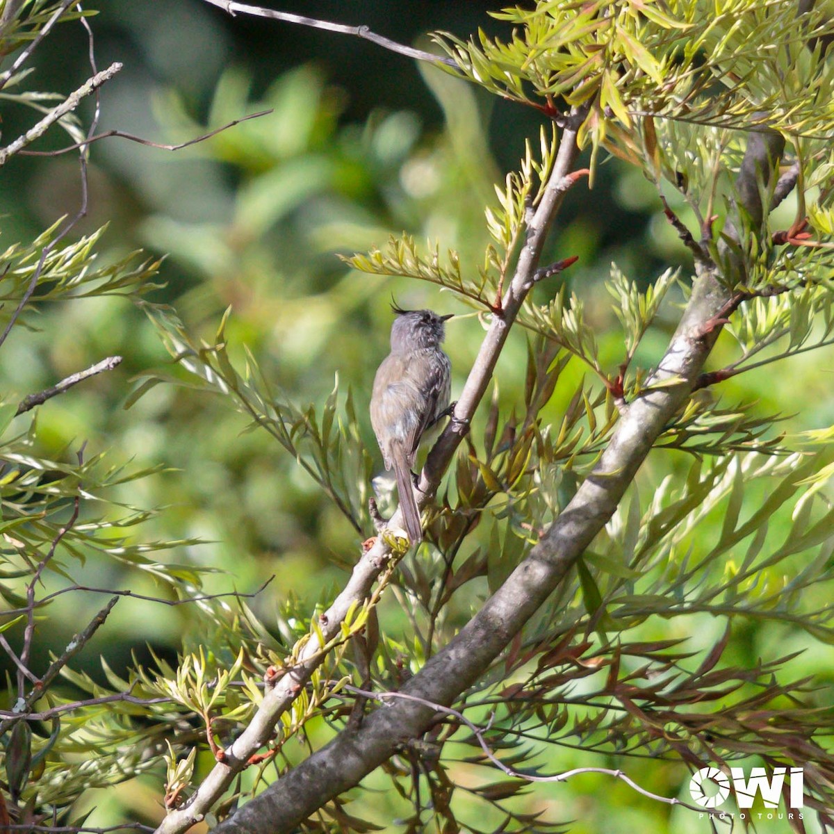 Tufted Tit-Tyrant - ML613686156