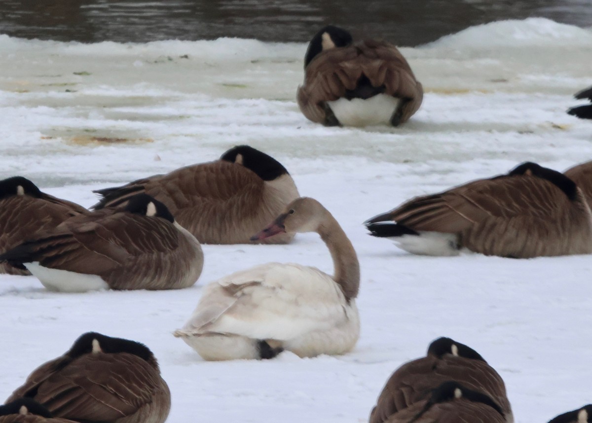 Tundra Swan - J.A. Smith