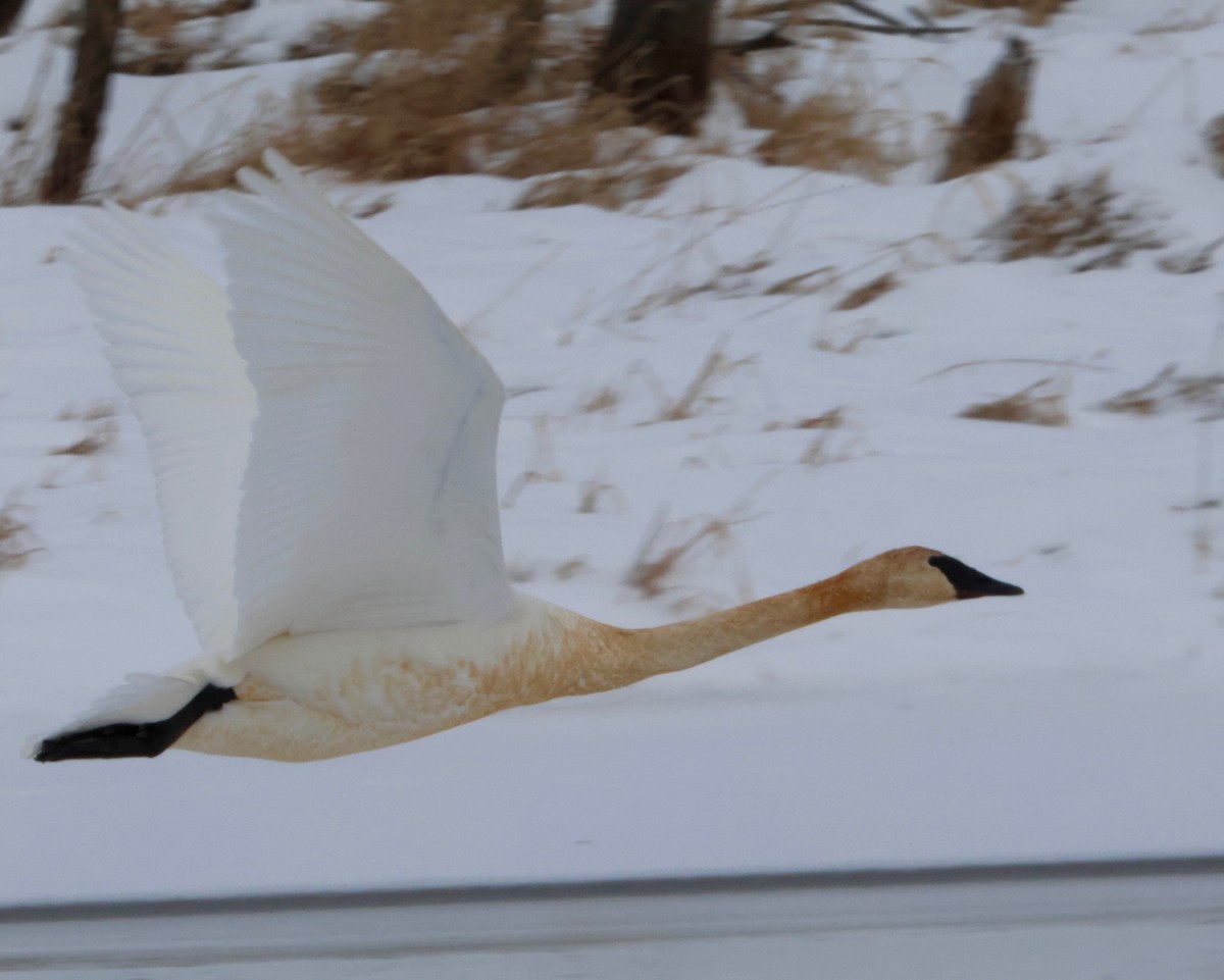 Trumpeter Swan - J.A. Smith