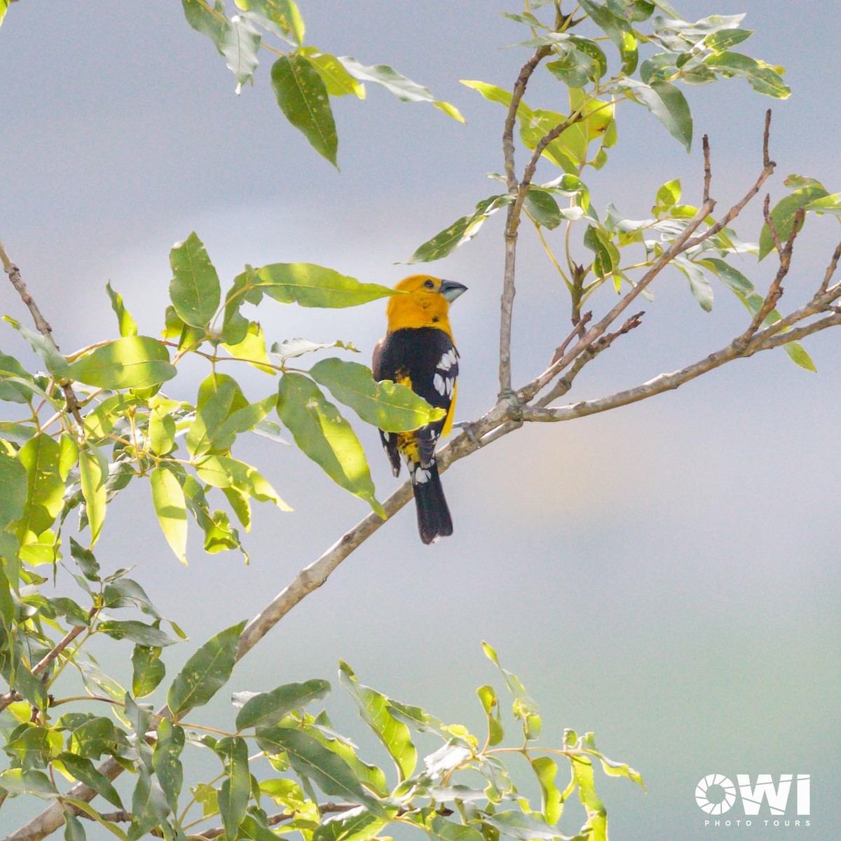 Golden Grosbeak - ML613686175