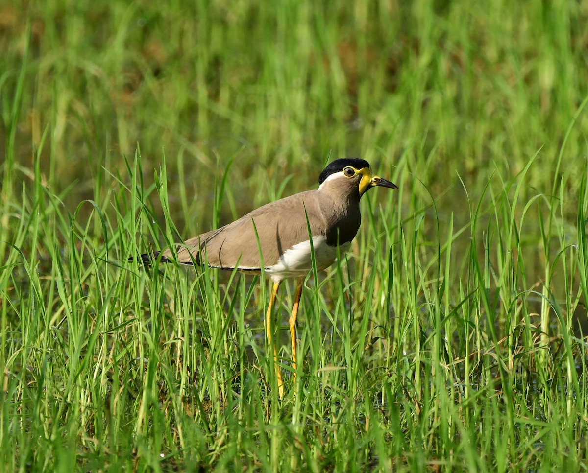 Yellow-wattled Lapwing - Shameer Kodiyathur