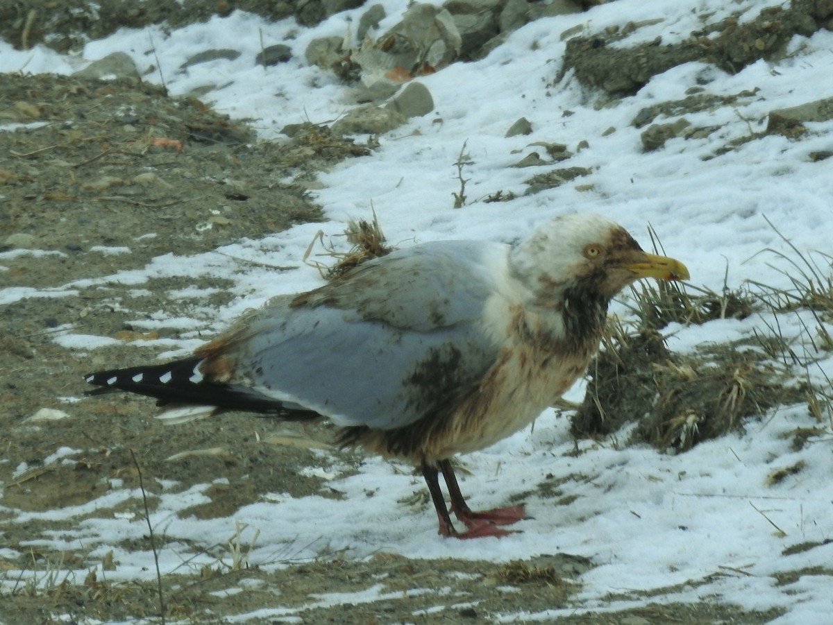 Herring Gull - ML613686235