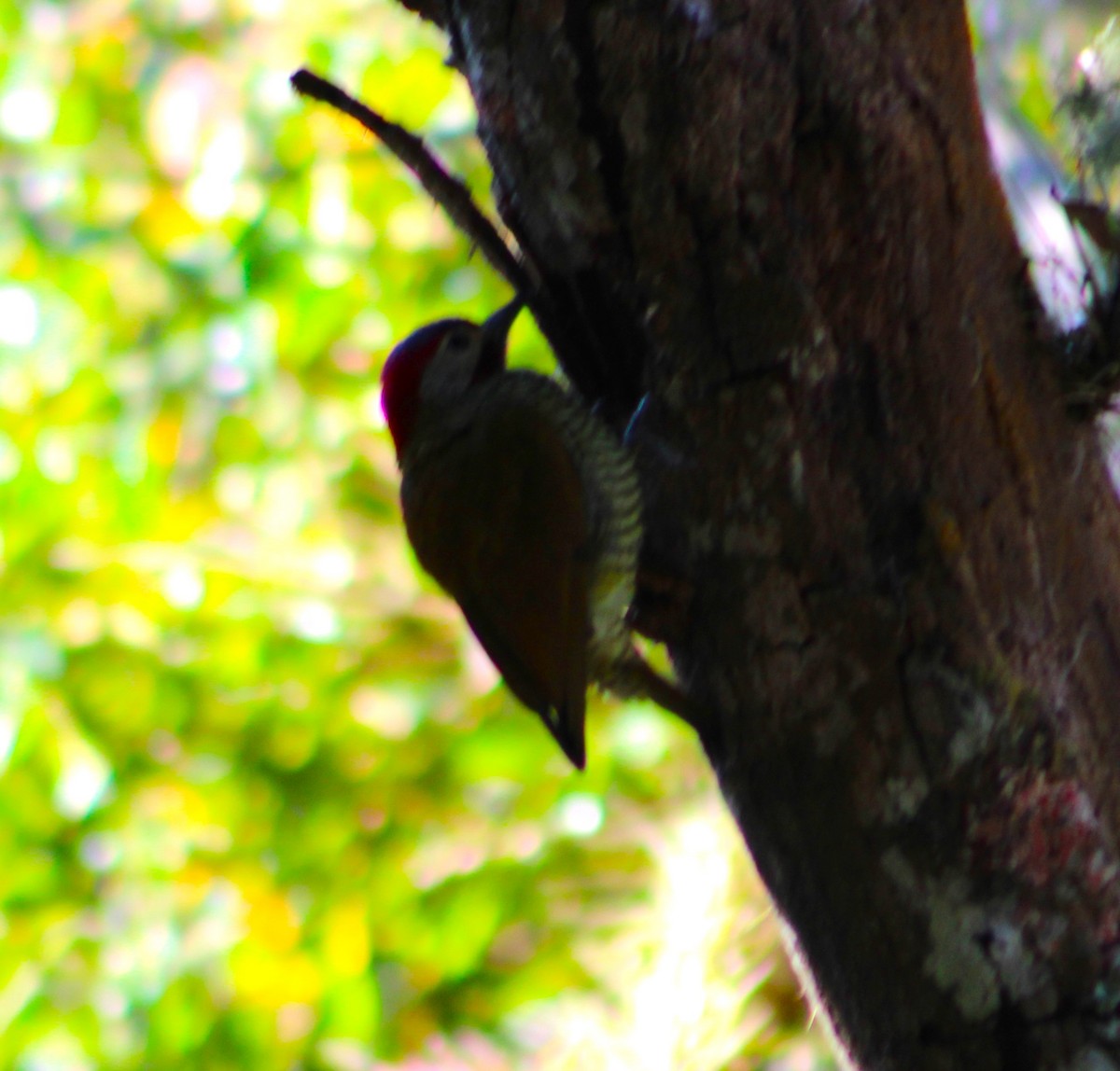 Golden-olive Woodpecker - ML613686236