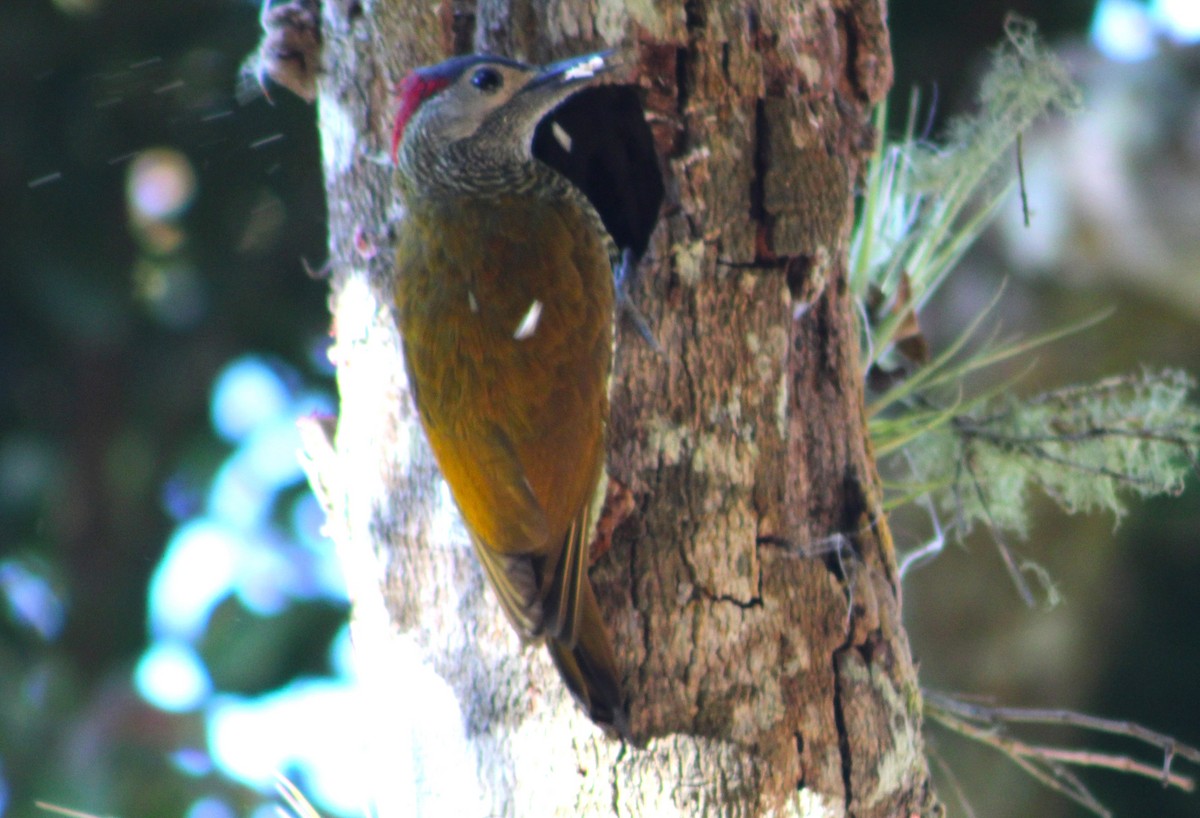Golden-olive Woodpecker - ML613686251