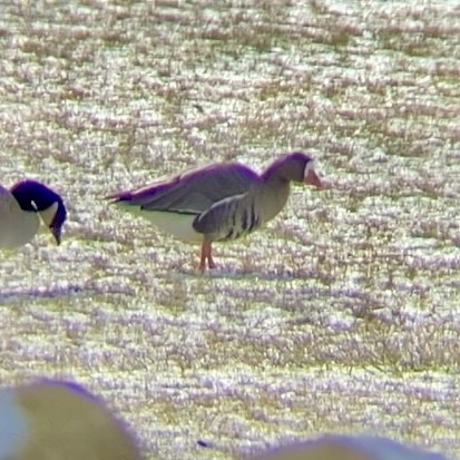 Greater White-fronted Goose - ML613686258