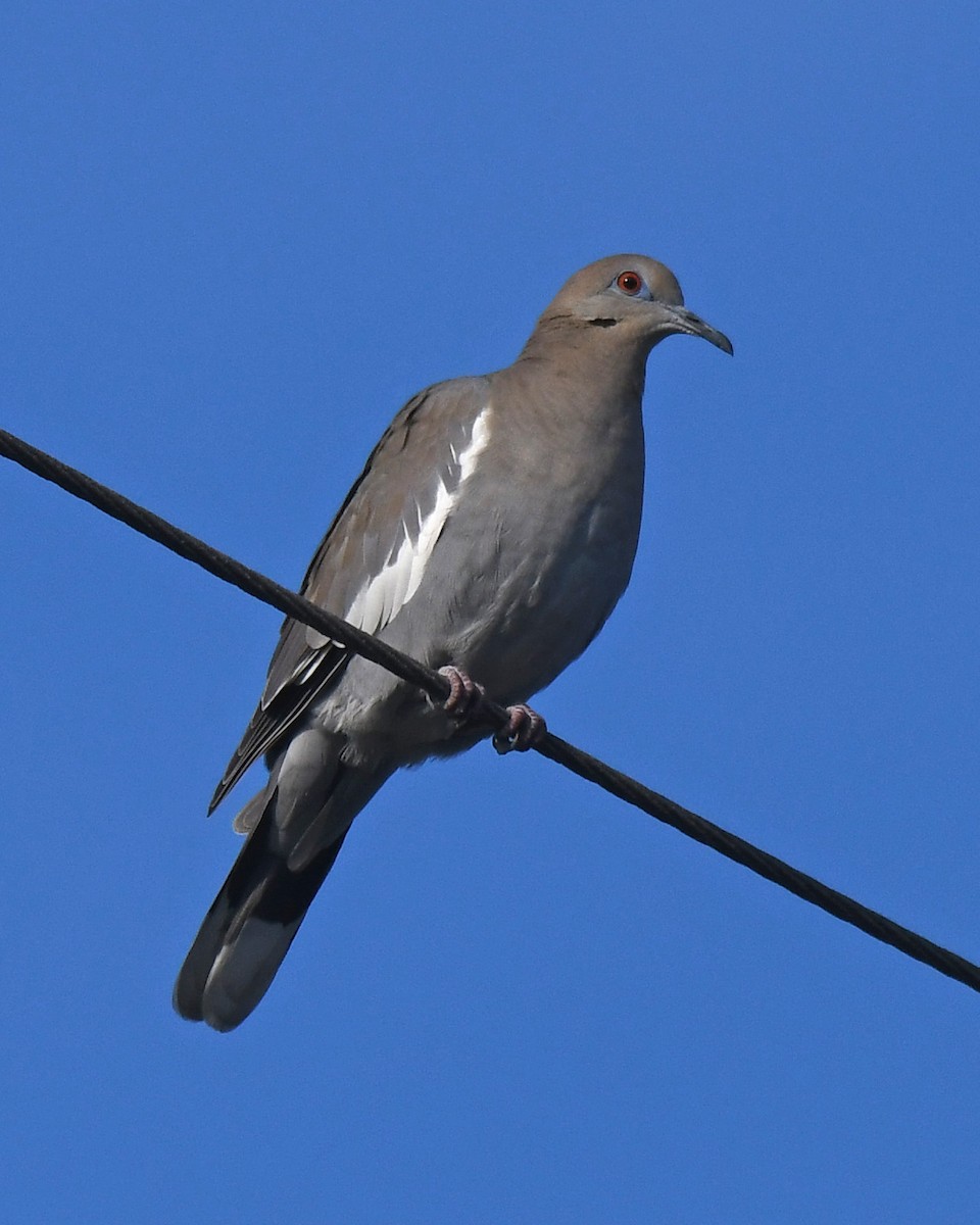 White-winged Dove - ML613686390