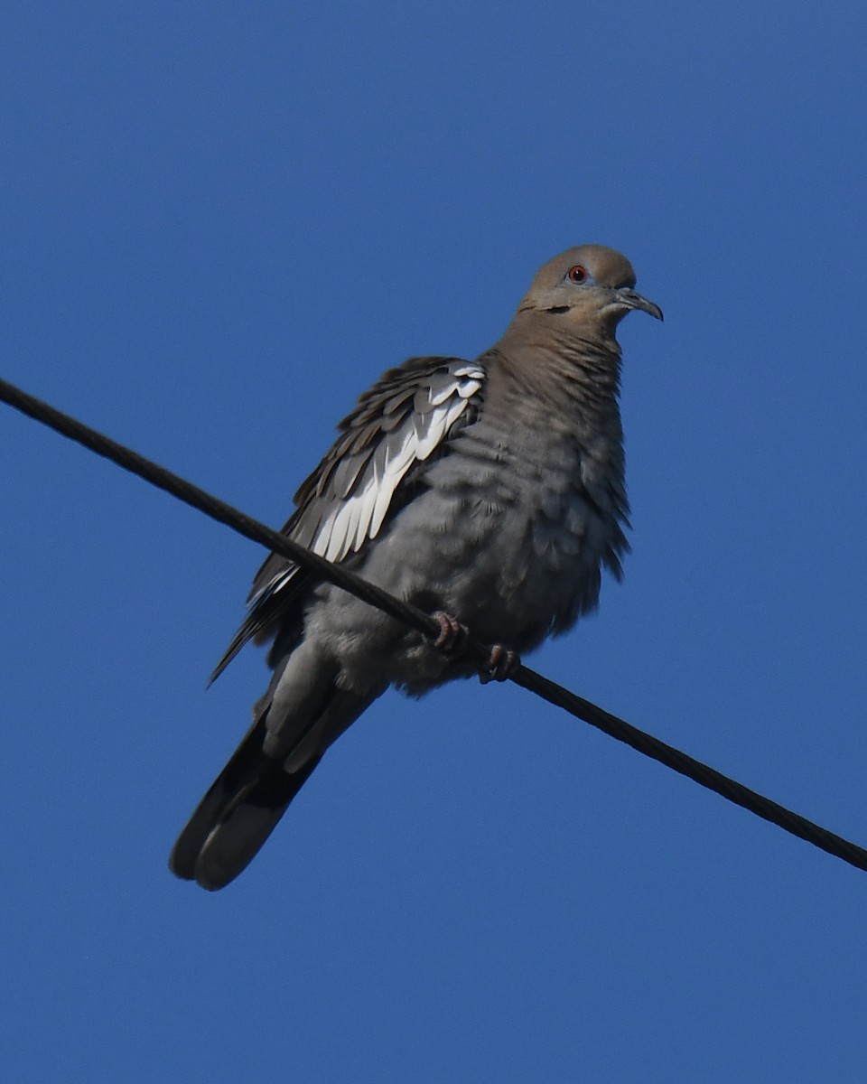 White-winged Dove - ML613686391