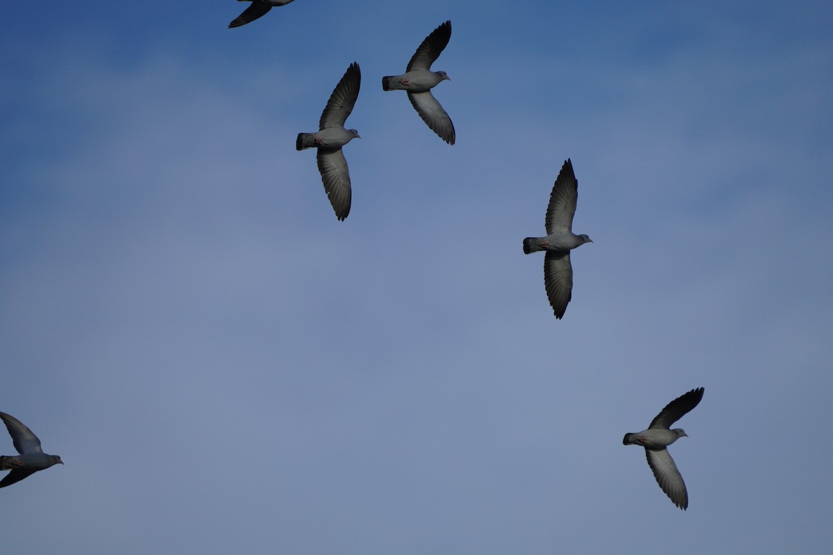 Stock Dove - ML613686418