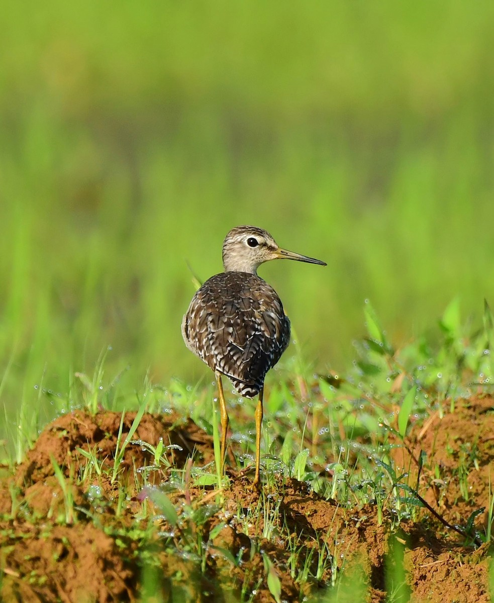 Wood Sandpiper - ML613686463