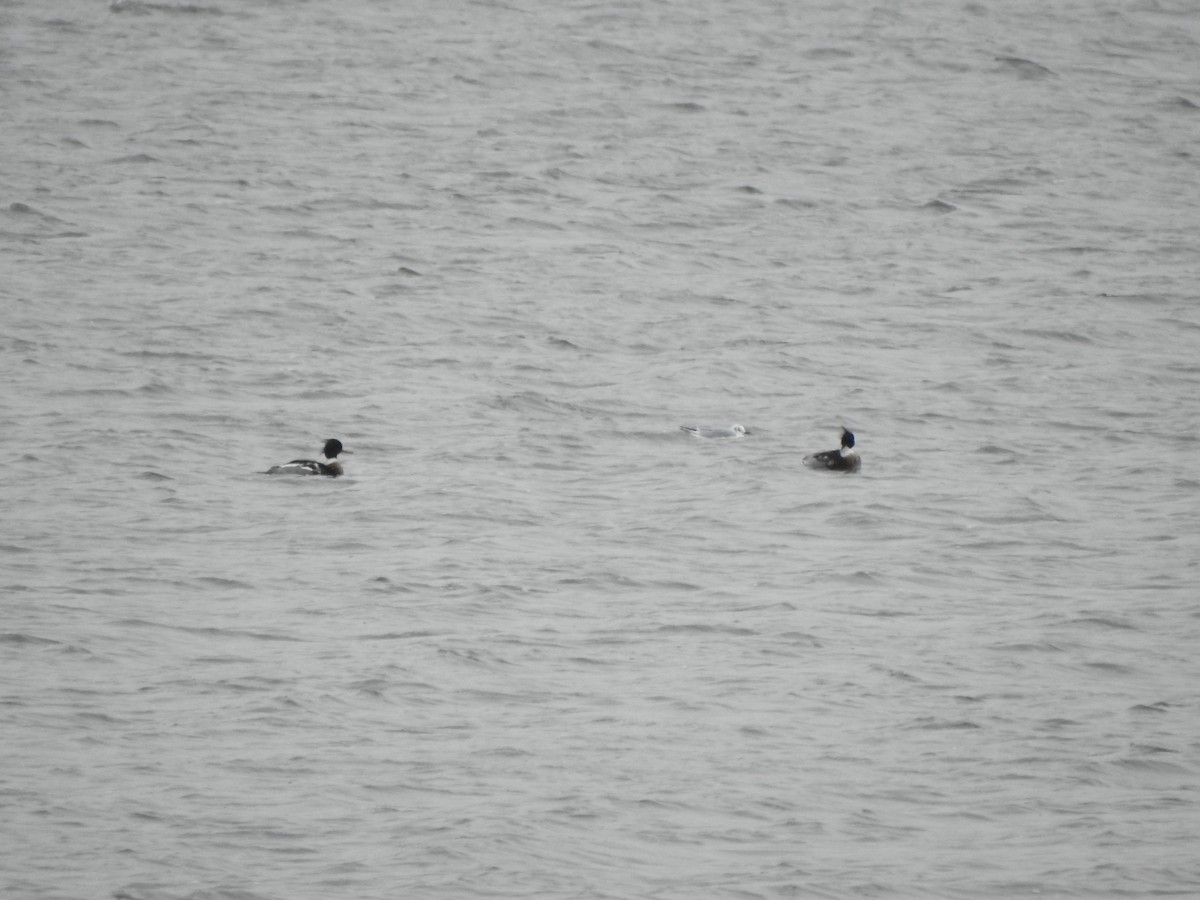 Red-breasted Merganser - Ron Marek